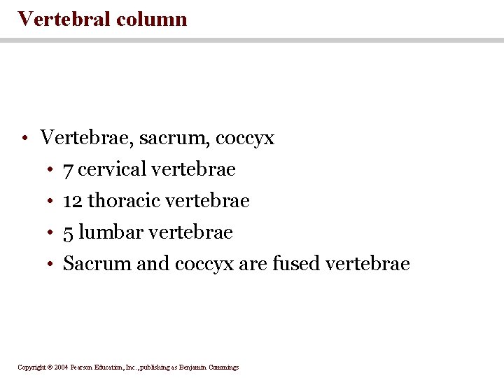 Vertebral column • Vertebrae, sacrum, coccyx • 7 cervical vertebrae • 12 thoracic vertebrae