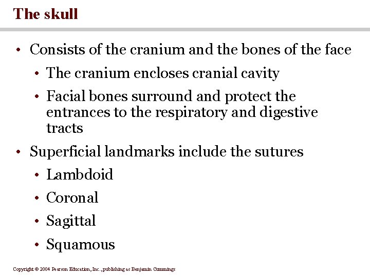 The skull • Consists of the cranium and the bones of the face •