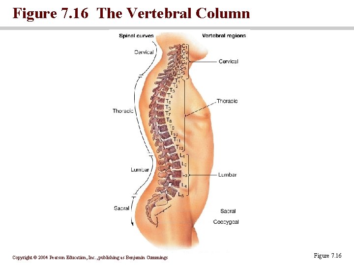 Figure 7. 16 The Vertebral Column Copyright © 2004 Pearson Education, Inc. , publishing