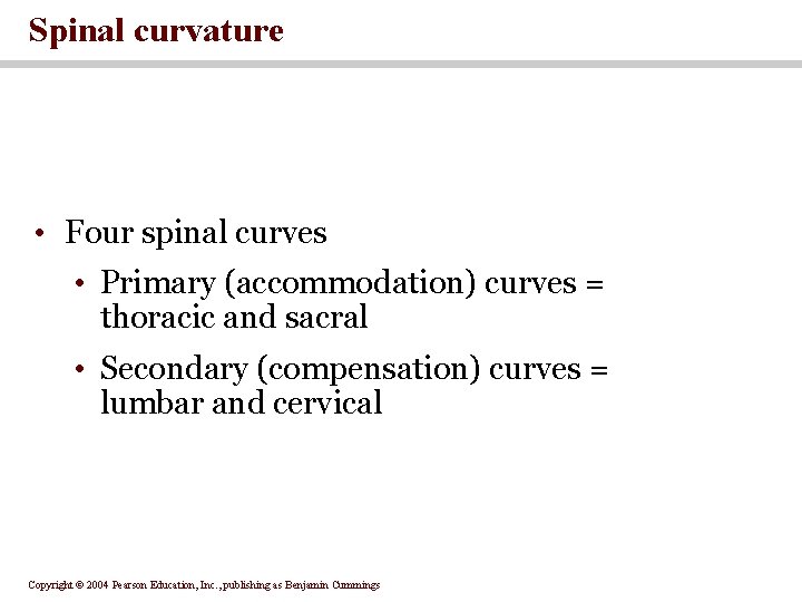 Spinal curvature • Four spinal curves • Primary (accommodation) curves = thoracic and sacral