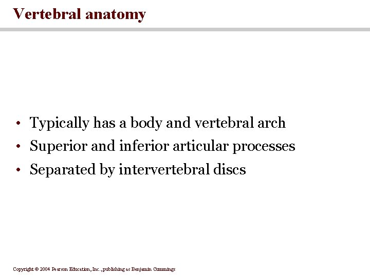 Vertebral anatomy • Typically has a body and vertebral arch • Superior and inferior