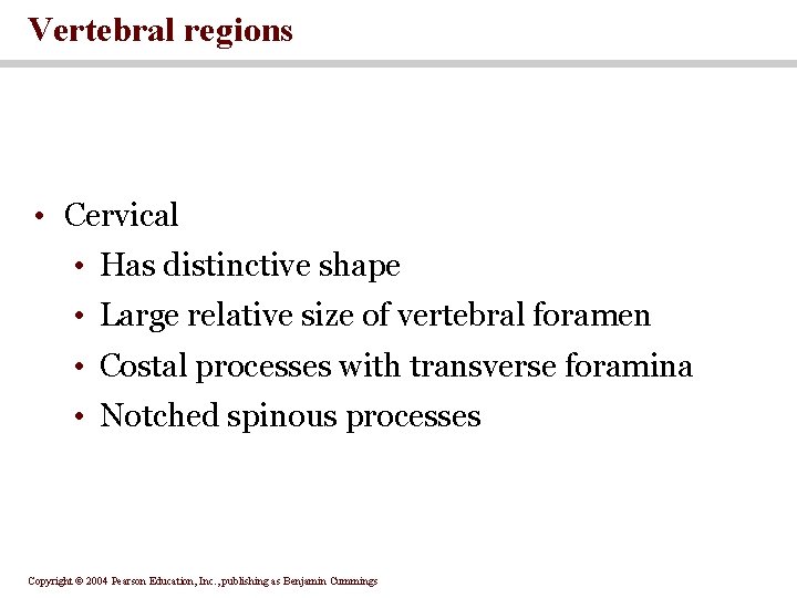 Vertebral regions • Cervical • Has distinctive shape • Large relative size of vertebral