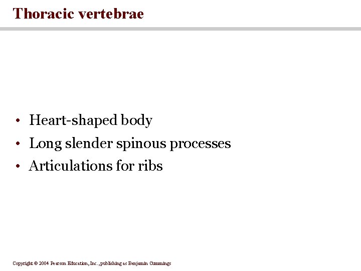 Thoracic vertebrae • Heart-shaped body • Long slender spinous processes • Articulations for ribs