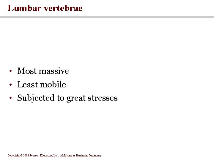 Lumbar vertebrae • Most massive • Least mobile • Subjected to great stresses Copyright