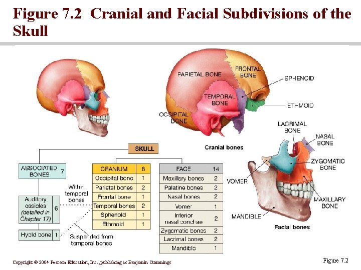 Figure 7. 2 Cranial and Facial Subdivisions of the Skull Copyright © 2004 Pearson