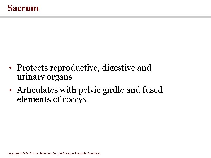 Sacrum • Protects reproductive, digestive and urinary organs • Articulates with pelvic girdle and