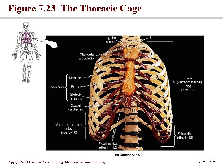 Figure 7. 23 The Thoracic Cage Copyright © 2004 Pearson Education, Inc. , publishing