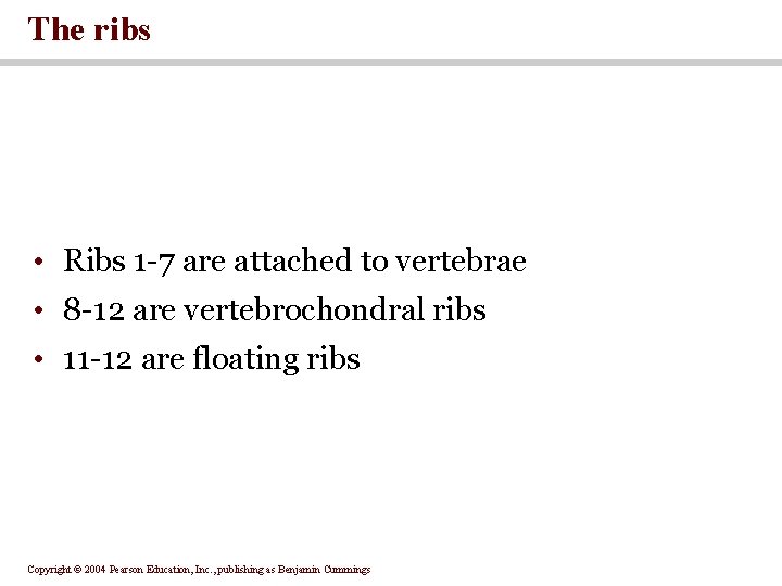 The ribs • Ribs 1 -7 are attached to vertebrae • 8 -12 are