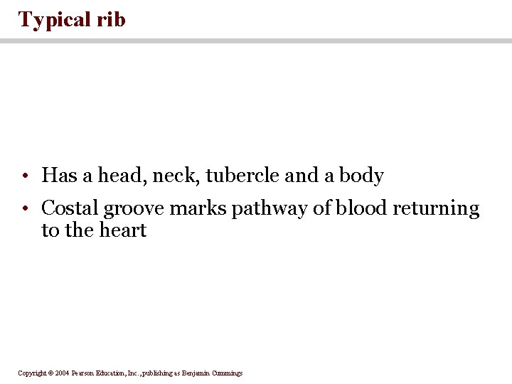 Typical rib • Has a head, neck, tubercle and a body • Costal groove
