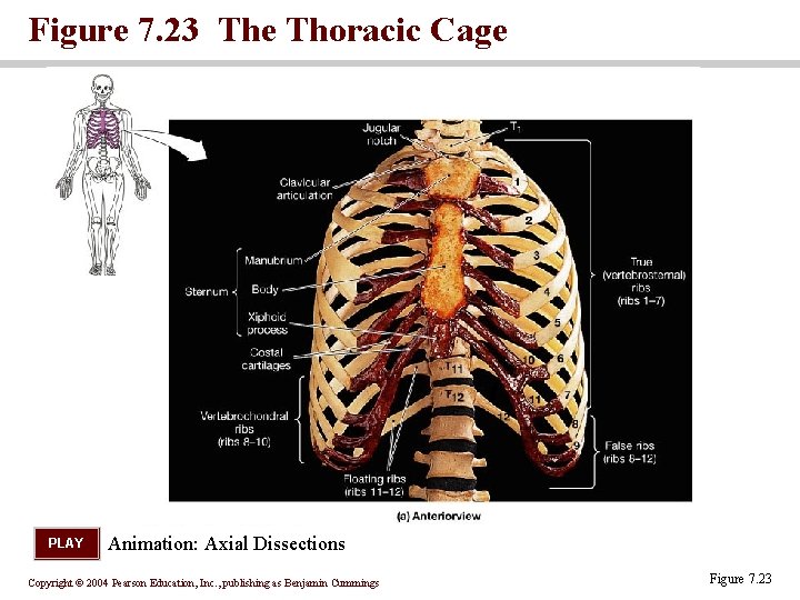 Figure 7. 23 The Thoracic Cage PLAY Animation: Axial Dissections Copyright © 2004 Pearson