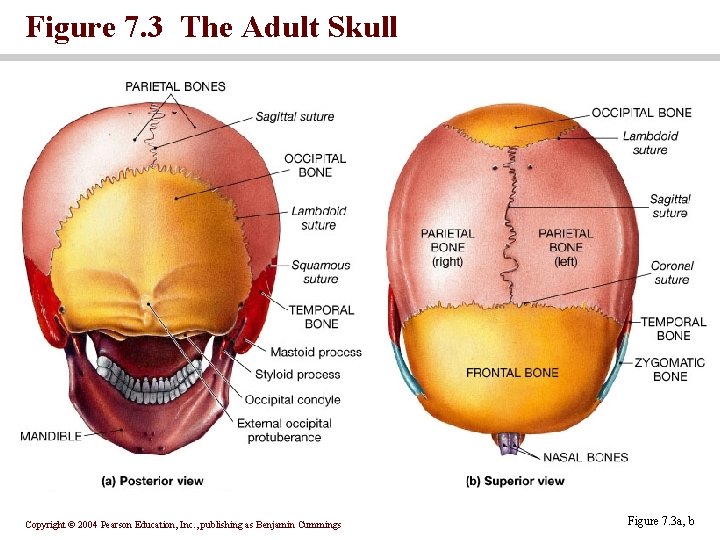 Figure 7. 3 The Adult Skull Copyright © 2004 Pearson Education, Inc. , publishing