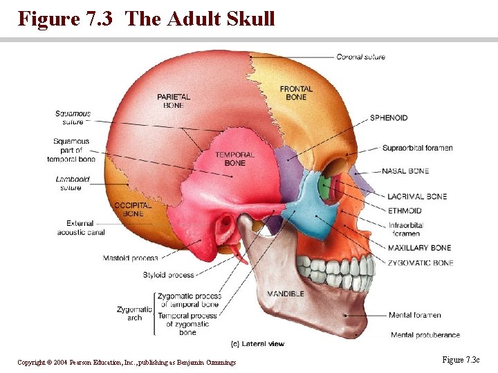 Figure 7. 3 The Adult Skull Copyright © 2004 Pearson Education, Inc. , publishing