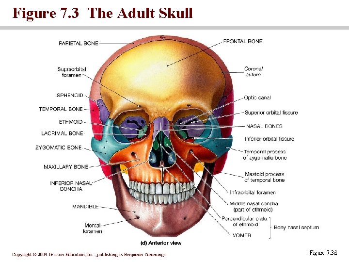 Figure 7. 3 The Adult Skull Copyright © 2004 Pearson Education, Inc. , publishing