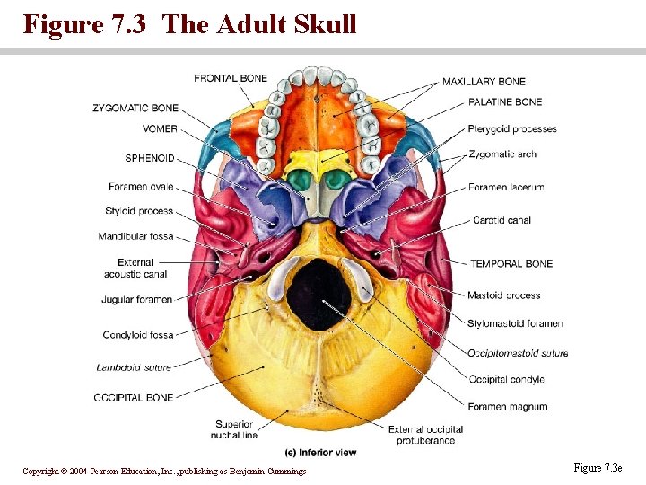 Figure 7. 3 The Adult Skull Copyright © 2004 Pearson Education, Inc. , publishing