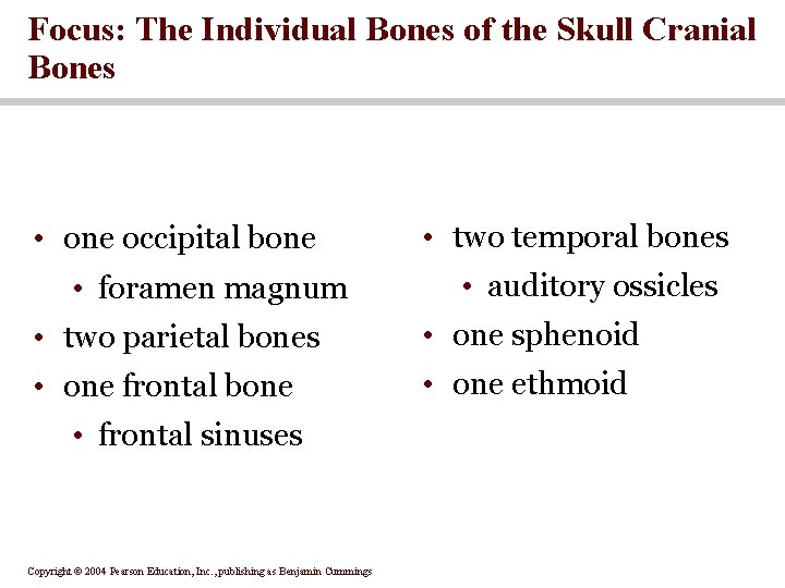 Focus: The Individual Bones of the Skull Cranial Bones • one occipital bone •