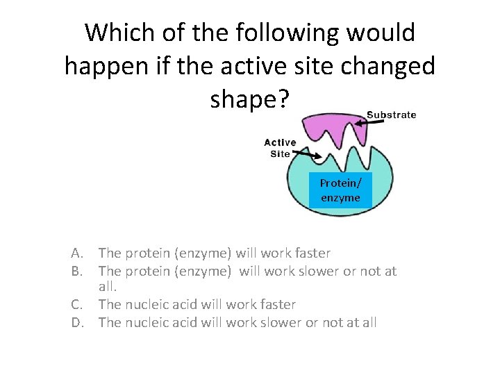 Which of the following would happen if the active site changed shape? Protein/ enzyme