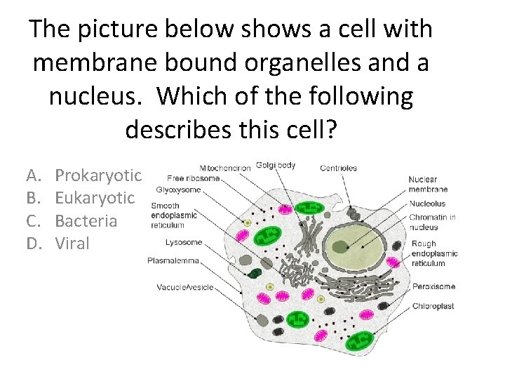 The picture below shows a cell with membrane bound organelles and a nucleus. Which