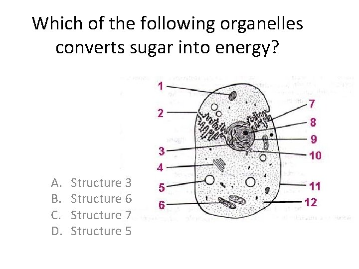 Which of the following organelles converts sugar into energy? A. B. C. D. Structure