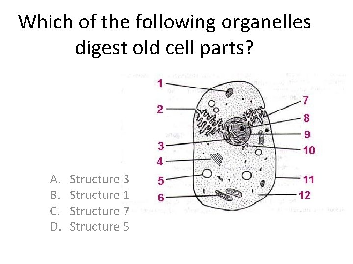 Which of the following organelles digest old cell parts? A. B. C. D. Structure