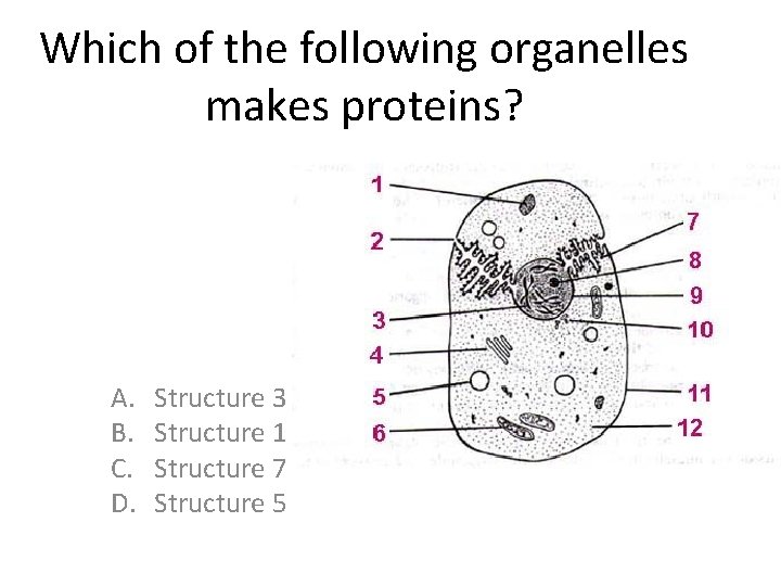 Which of the following organelles makes proteins? A. B. C. D. Structure 3 Structure