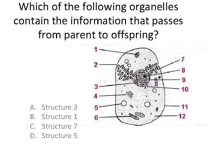 Which of the following organelles contain the information that passes from parent to offspring?