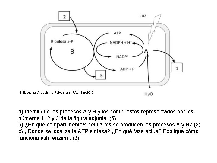 1. Esquema_Anabolismo_Fotosintesis_PAU_Sept 2016 a) Identifique los procesos A y B y los compuestos representados