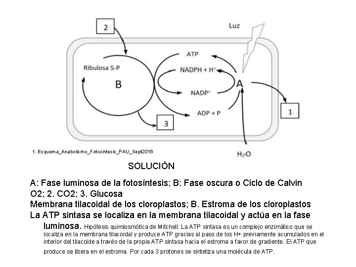 1. Esquema_Anabolismo_Fotosintesis_PAU_Sept 2016 SOLUCIÓN A: Fase luminosa de la fotosíntesis; B: Fase oscura o