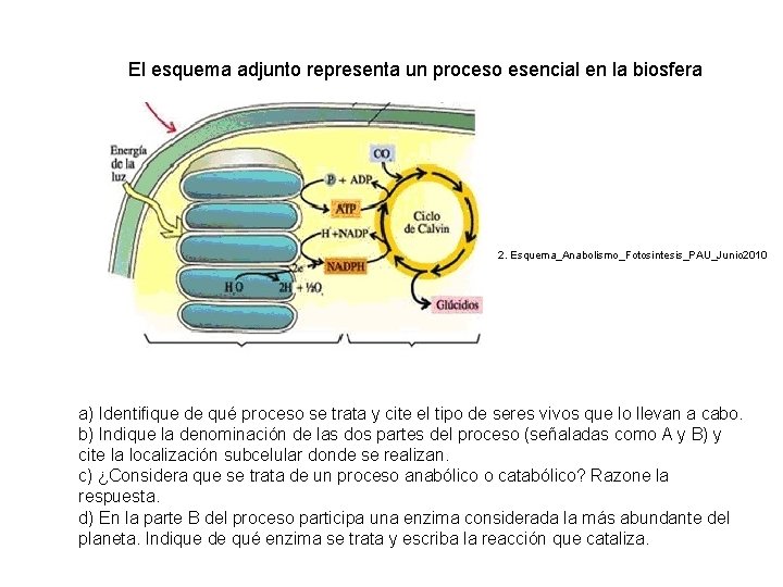 El esquema adjunto representa un proceso esencial en la biosfera 2. Esquema_Anabolismo_Fotosintesis_PAU_Junio 2010 a)