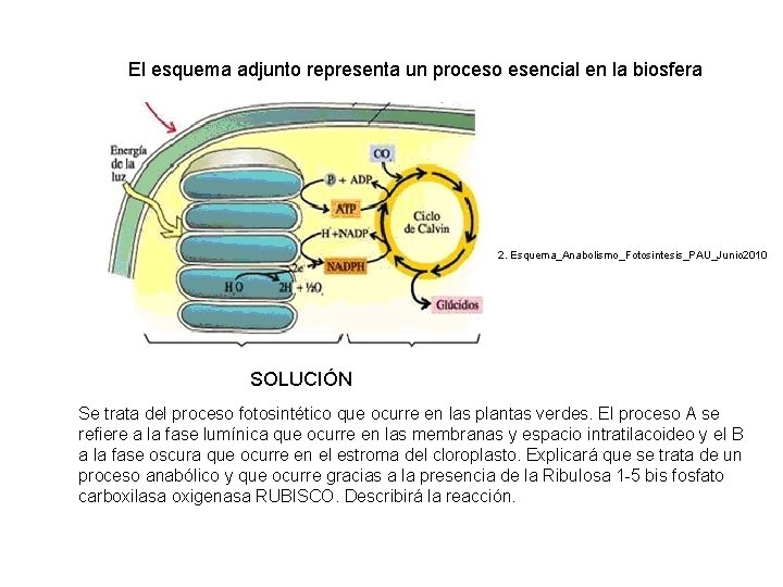 El esquema adjunto representa un proceso esencial en la biosfera 2. Esquema_Anabolismo_Fotosintesis_PAU_Junio 2010 SOLUCIÓN