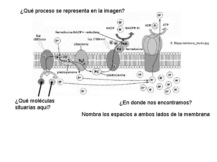 ¿Qué proceso se representa en la imagen? 5. Etapa. luminosa_mudo. jpg ¿Qué moléculas situarías