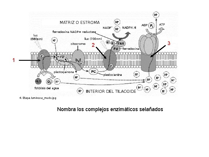 2 1 4. Etapa. luminosa_mudo. jpg Nombra los complejos enzimáticos selañados 3 