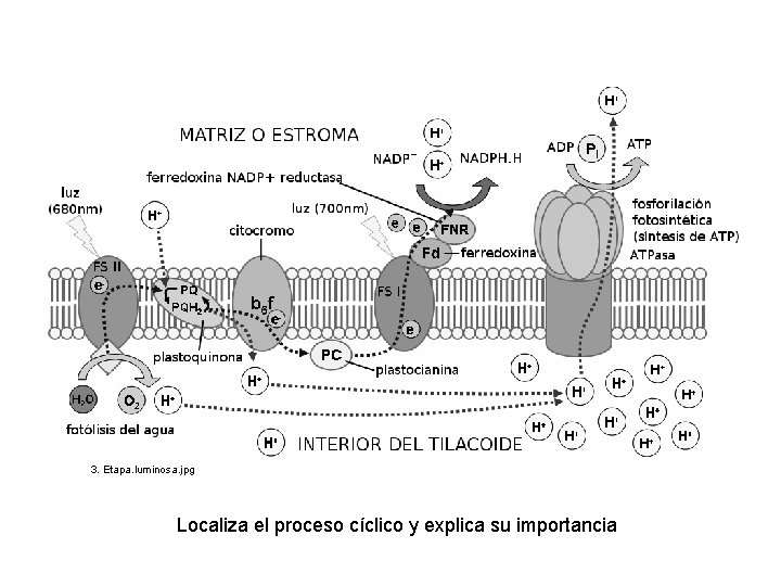 3. Etapa. luminosa. jpg Localiza el proceso cíclico y explica su importancia 