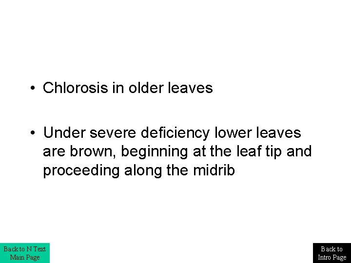  • Chlorosis in older leaves • Under severe deficiency lower leaves are brown,