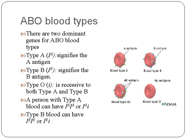 ABO blood types There are two dominant genes for ABO blood types Type A