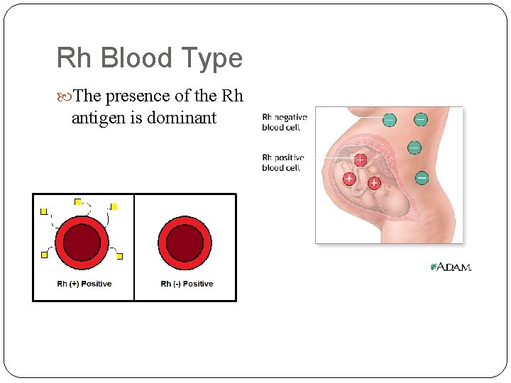 Rh Blood Type The presence of the Rh antigen is dominant 