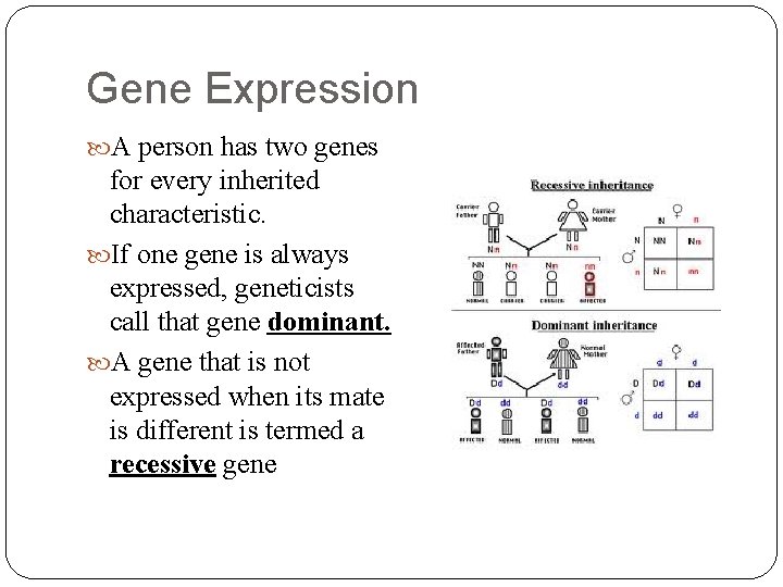 Gene Expression A person has two genes for every inherited characteristic. If one gene