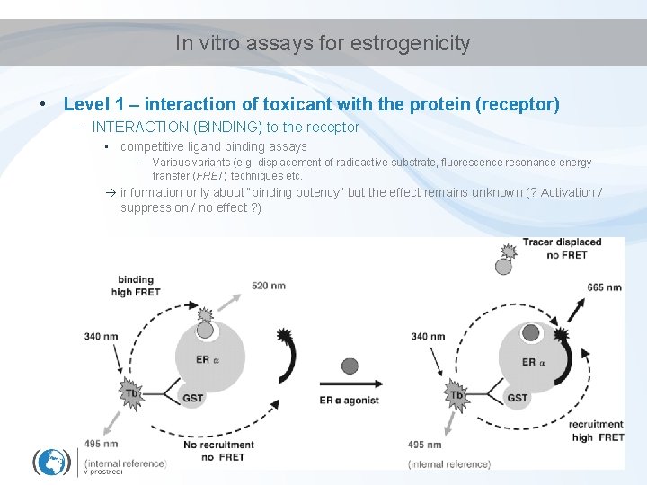In vitro assays for estrogenicity • Level 1 – interaction of toxicant with the