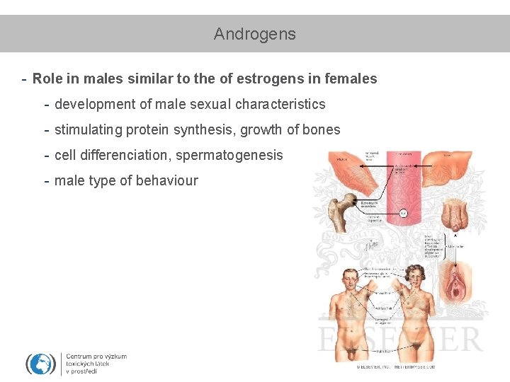 Androgens - Role in males similar to the of estrogens in females - development
