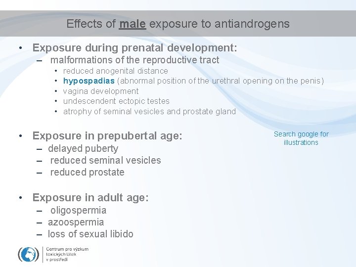 Effects of male exposure to antiandrogens • Exposure during prenatal development: – malformations of