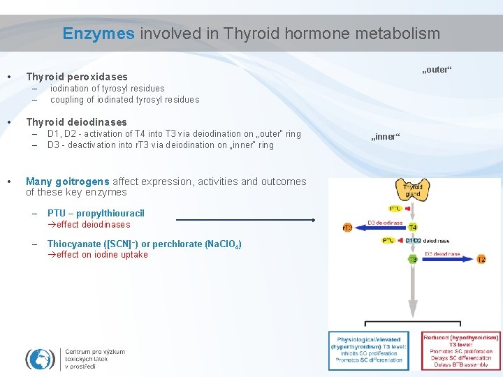 Enzymes involved in Thyroid hormone metabolism • – – • iodination of tyrosyl residues