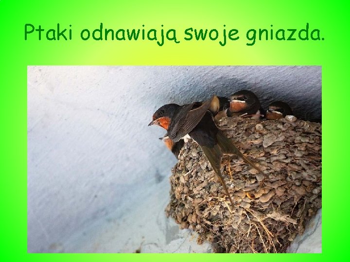 Ptaki odnawiają swoje gniazda. 