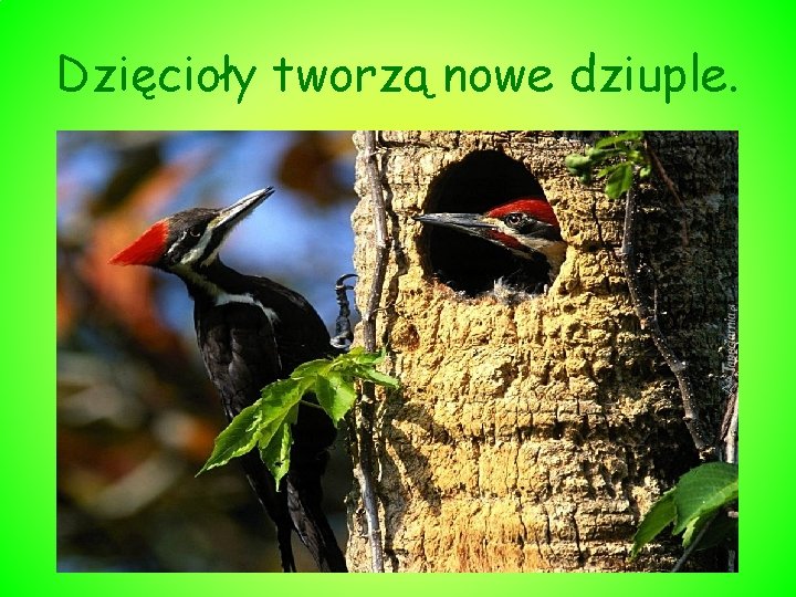 Dzięcioły tworzą nowe dziuple. 