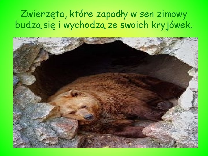 Zwierzęta, które zapadły w sen zimowy budzą się i wychodzą ze swoich kryjówek. 