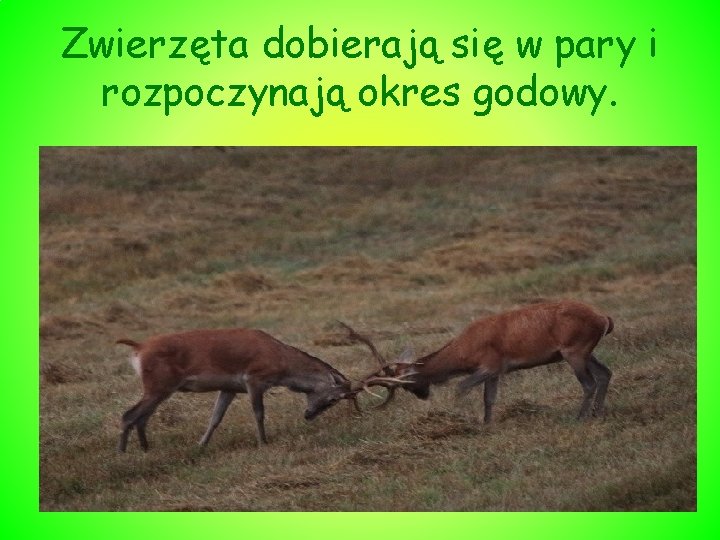 Zwierzęta dobierają się w pary i rozpoczynają okres godowy. 