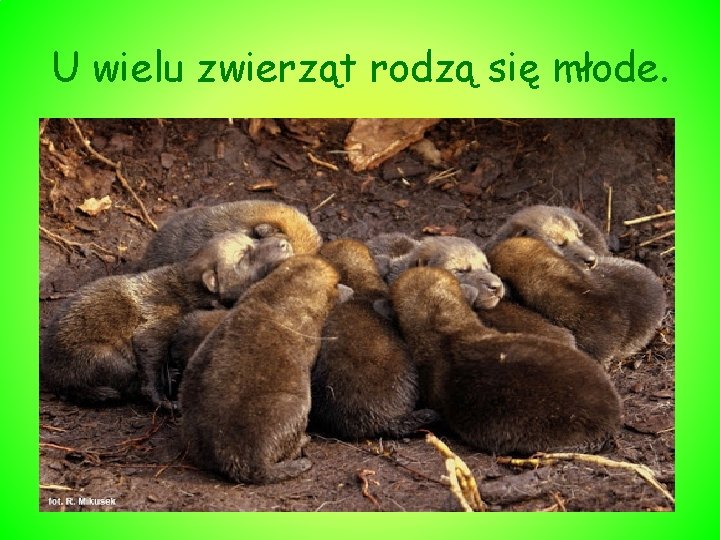 U wielu zwierząt rodzą się młode. 