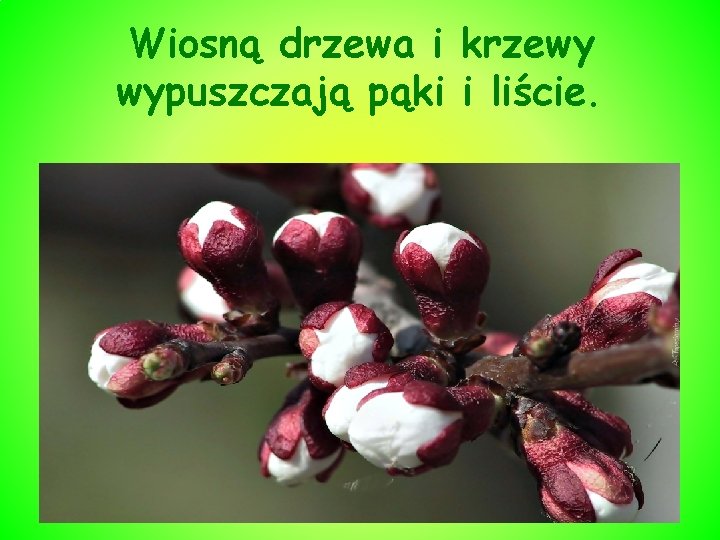 Wiosną drzewa i krzewy wypuszczają pąki i liście. 