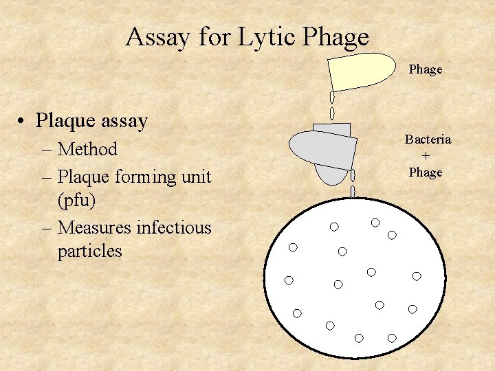 Assay for Lytic Phage • Plaque assay – Method – Plaque forming unit (pfu)