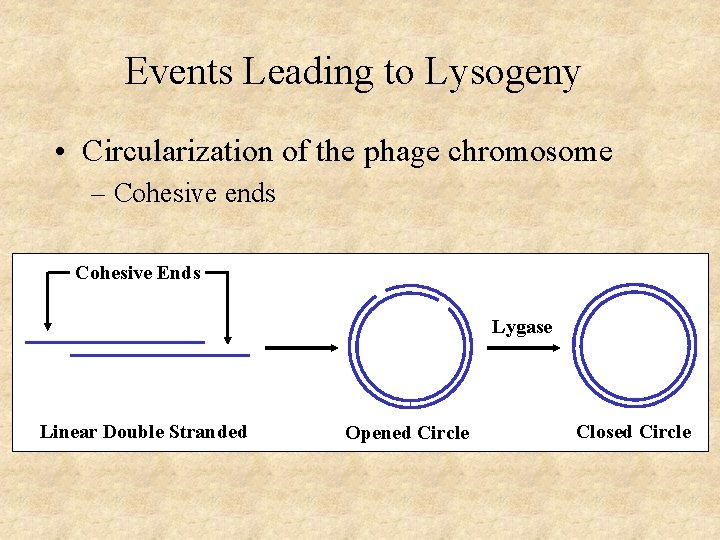Events Leading to Lysogeny • Circularization of the phage chromosome – Cohesive ends Cohesive