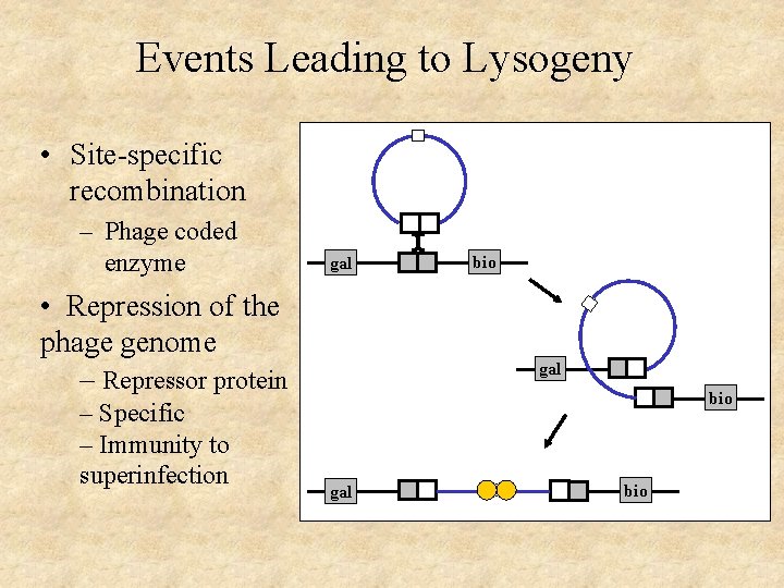 Events Leading to Lysogeny • Site-specific recombination – Phage coded enzyme gal • Repression