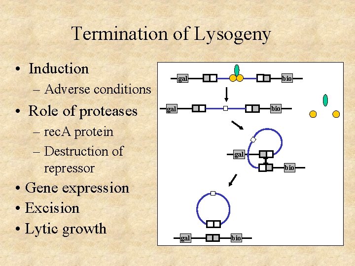 Termination of Lysogeny • Induction – Adverse conditions • Role of proteases bio gal